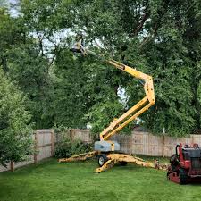 Professional Tree Removal in Fort Belvoir, VA